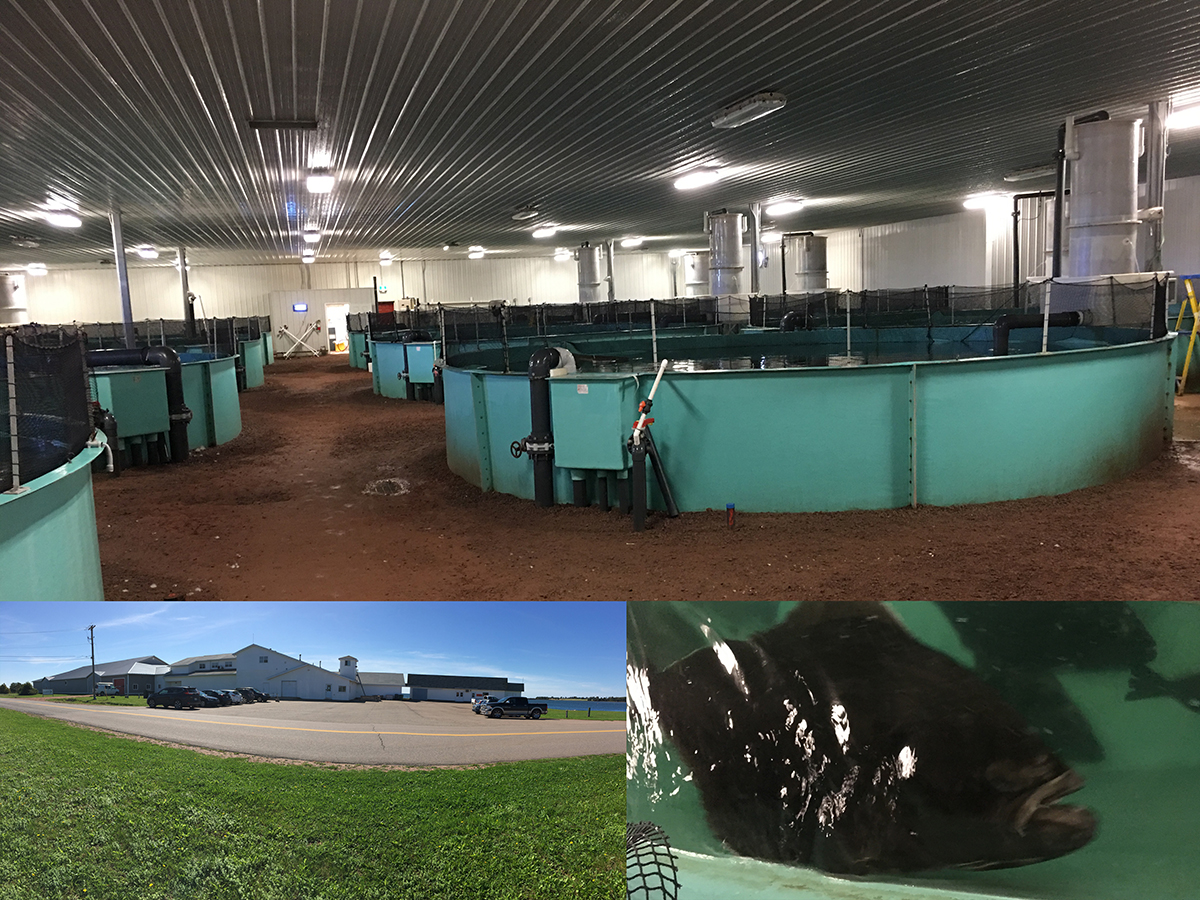 Farmed Halibut Nova Scotia Halibut Small Halibut